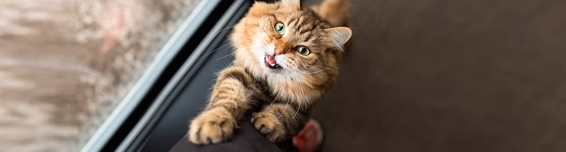 El lenguaje de los gatos y comportamiento felino