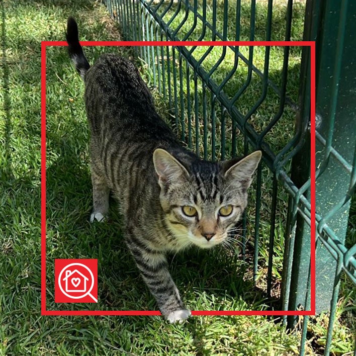 Conoce a LORE en Purina Adopta México