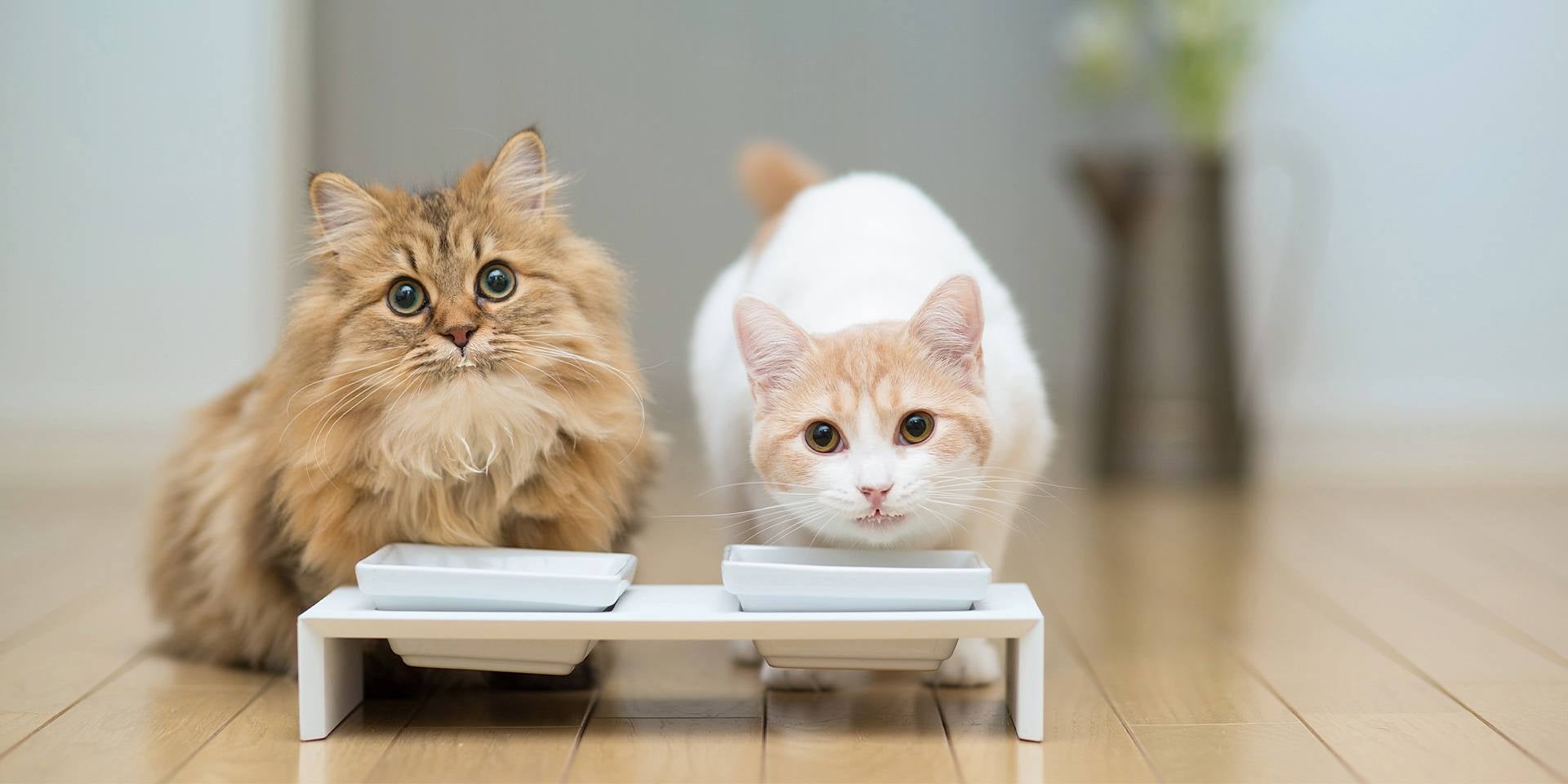 Los gatos pueden comer melón, pero no hace parte de su dieta, es más un enriquecimiento para sus sentidos.