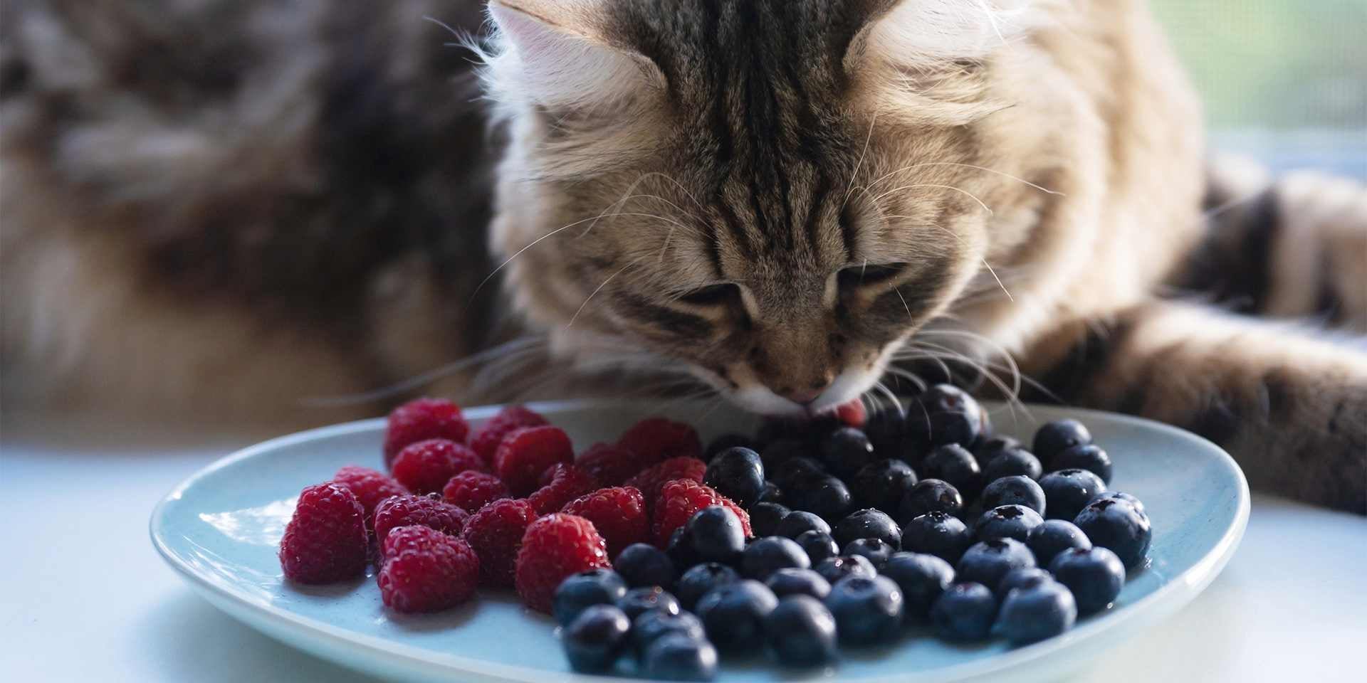 Los gatos pueden comer melón, así como otras frutas, pero no lo necesitan. Michi comiendo frutos rojos.