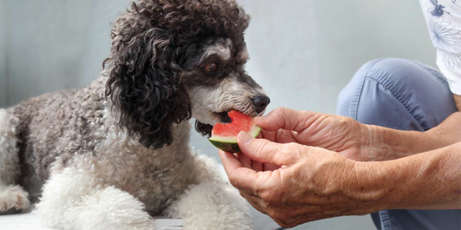 Los perros pueden comer melón y, con moderación, es seguro y puede beneficiarlos. Poodle comiendo sandía.