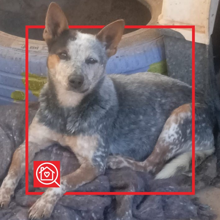 Conoce a LUNA en Purina Adopta México