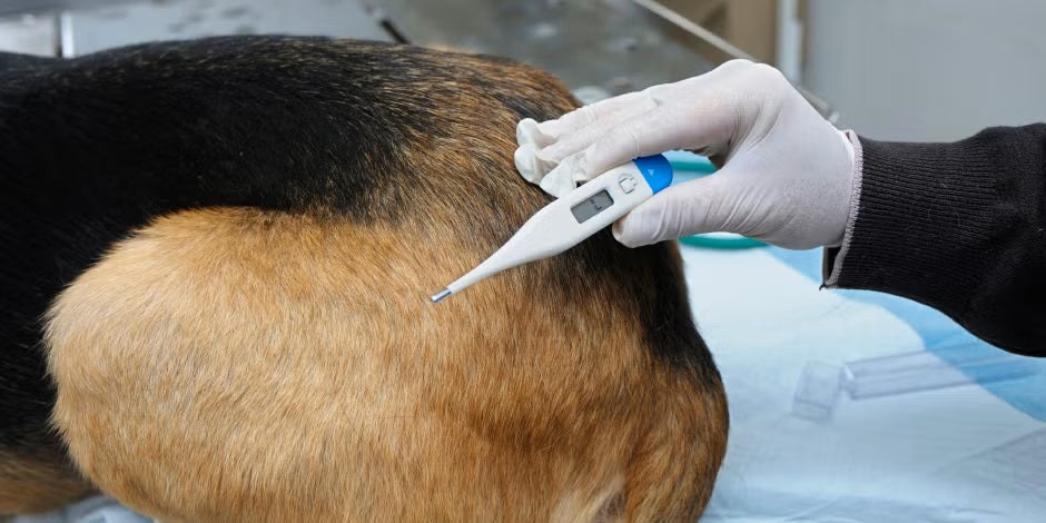 ¿Cómo saber si mi perro tiene fiebre? Usa un termómetro como en la imagen o valida con el veterinario.