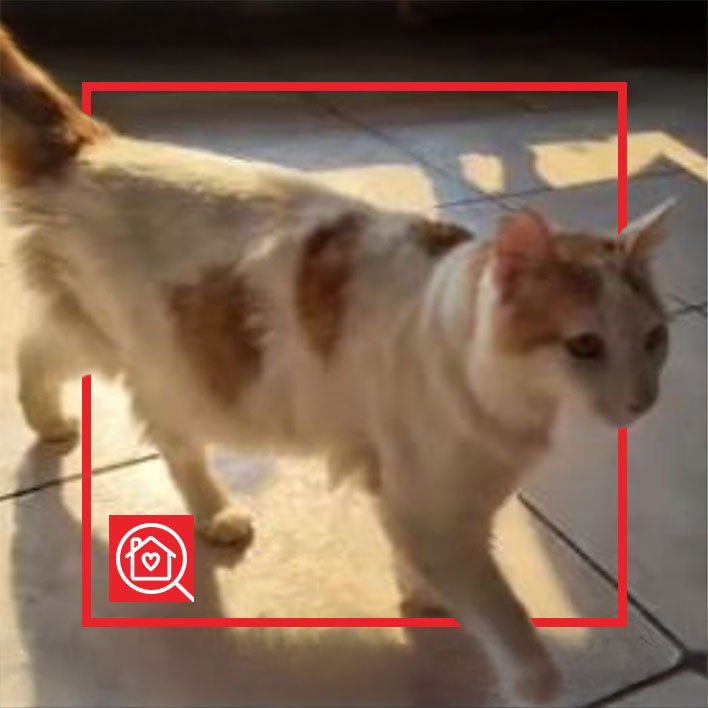 Conoce a MILO en Purina Adopta México