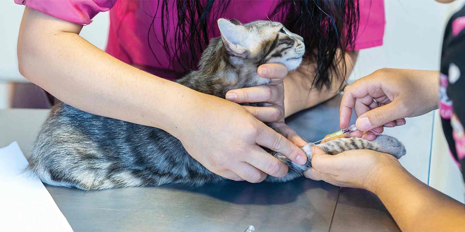 Si detectas varios signos del moquillo en gatos debes consultar con el veterinario cuanto antes. Michi con su veterinaria.