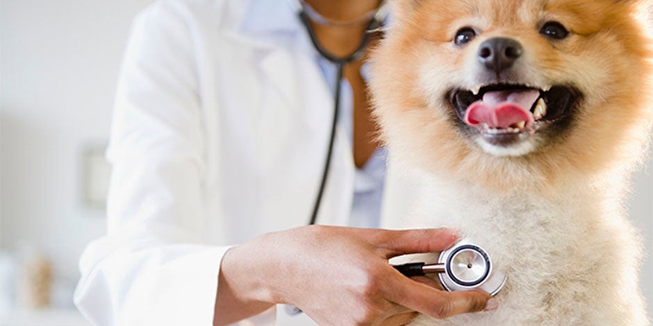 La vacunación es mejor forma de prevención para el moquillo en perros. Pomerania con su veterinario.