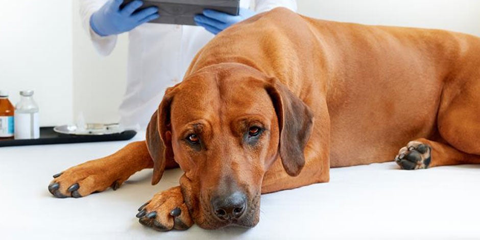 El moquillo en perros puede ser una enfermedad peligrosa. Mascota marrón en consulta veterinaria.