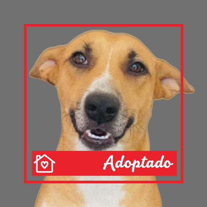 Conoce a Muñeca en Purina Adopta México