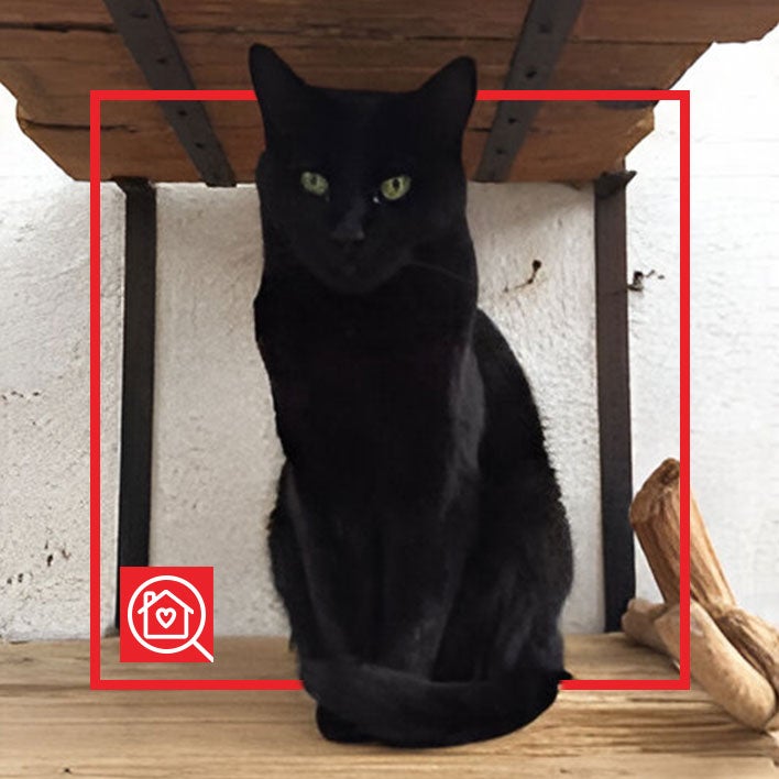 Conoce a NEGRIS en Purina Adopta México