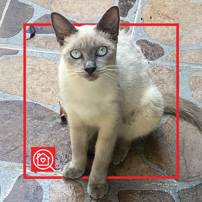 Conoce a NESQUIK en Purina Adopta México