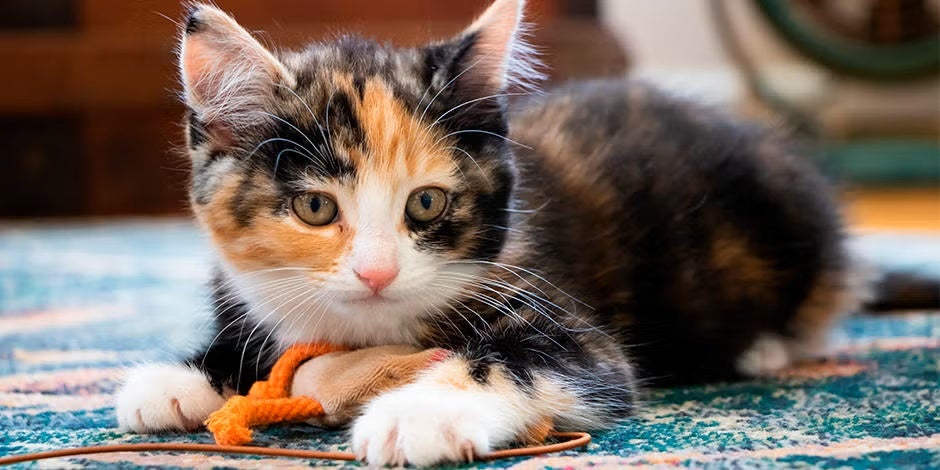 PURINA® te trae nombres para gatas de diferentes colores, como esta michi calicó.