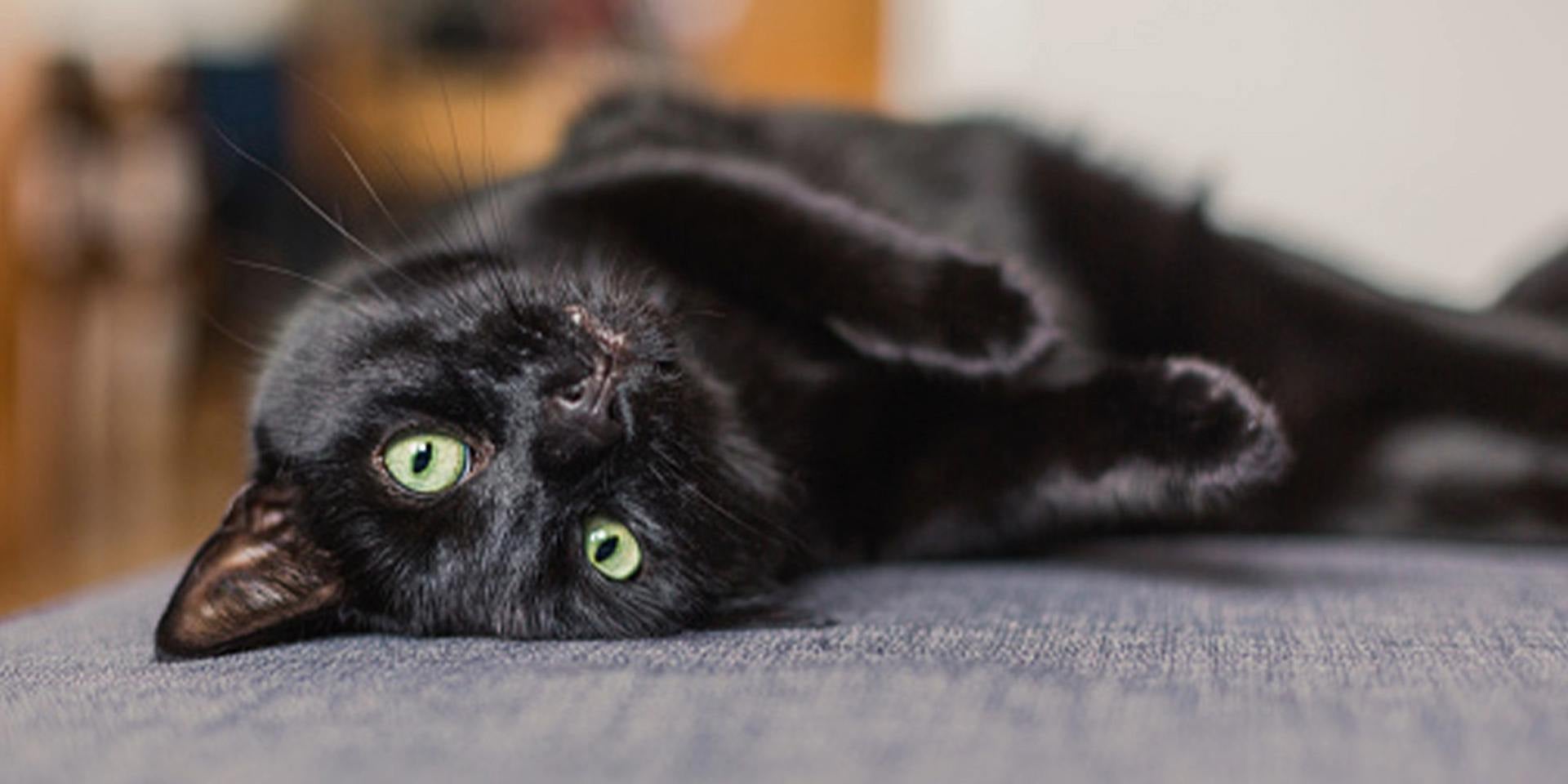 Nombres para gatos. Michi negro acostado panza arriba.