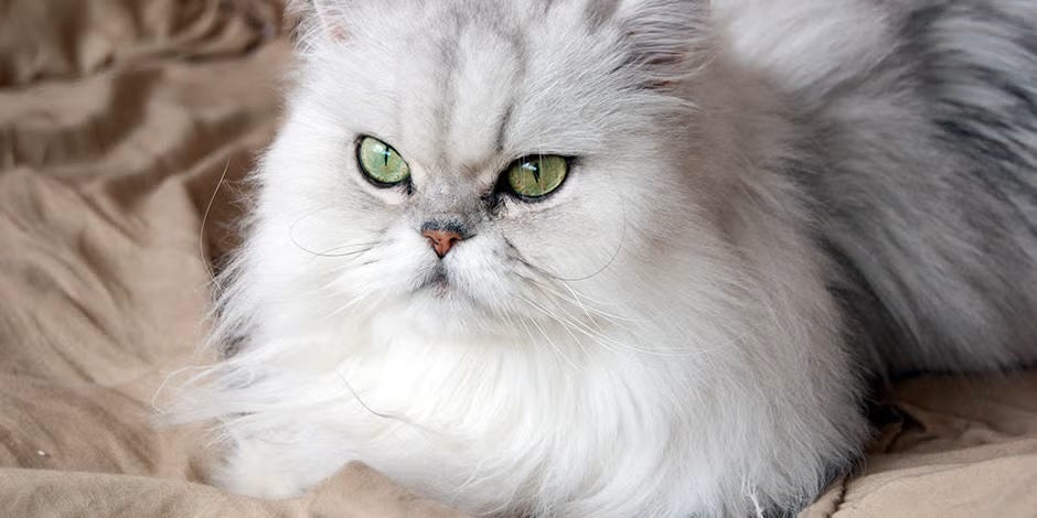 Nombres para gatos. Persa de ojos verdes sentado.