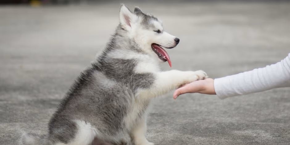 Los nombres para perritas se deben poner cuando son cachorros, como esta husky siberiana.