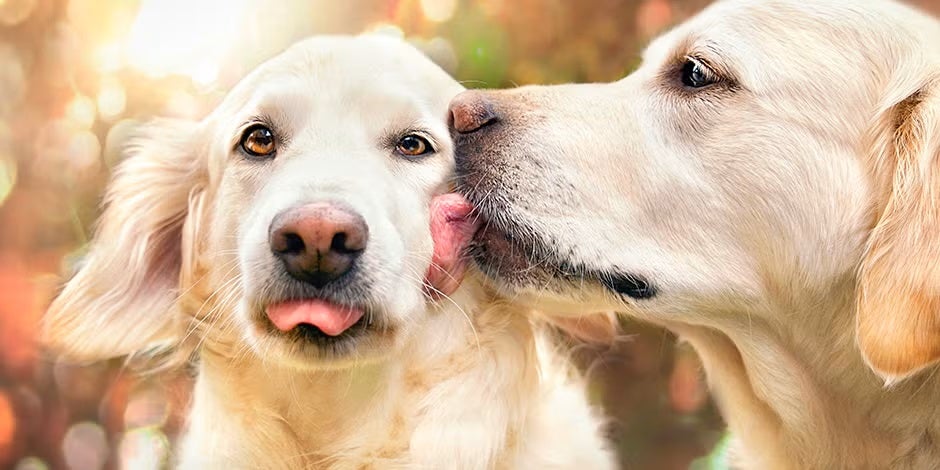 Pareja de retrievers. Los nombres para perritas favorecerán la convivencia en casa.