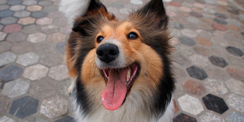 Nombres para perritas como esta sheltie sonriente.
