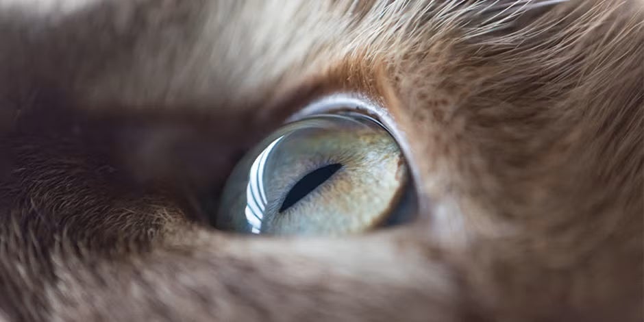Ojos de gato: aprende cómo ven los michis con PURINA®