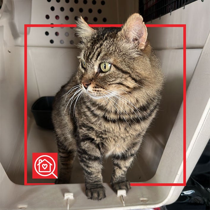 Conoce a ONUR en Purina Adopta México