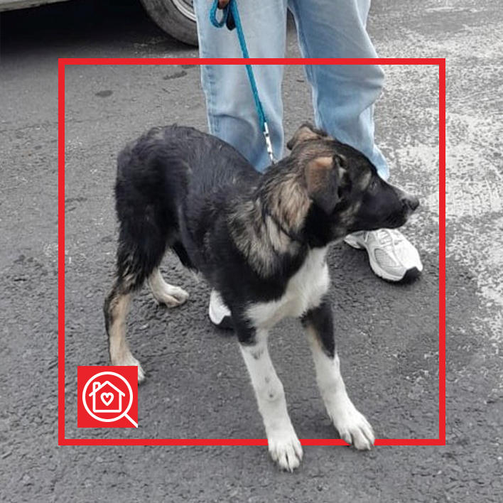 Conoce a PASCAL en Purina Adopta México