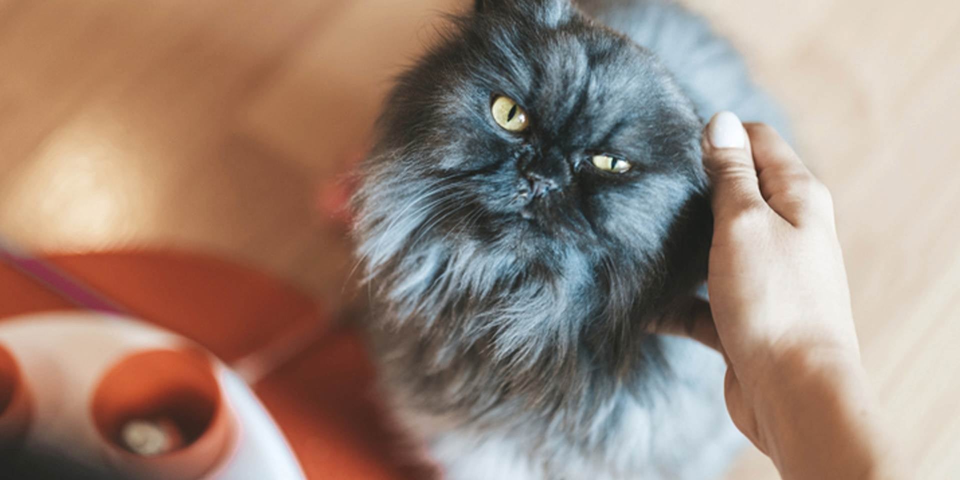 El pelo de gato debe ser cepillado, en especial en las razas que lo tienen largo, como este persa gris.