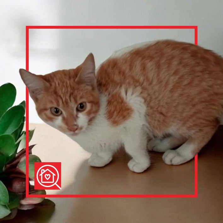 Conoce a PINOCHO en Purina Adopta México