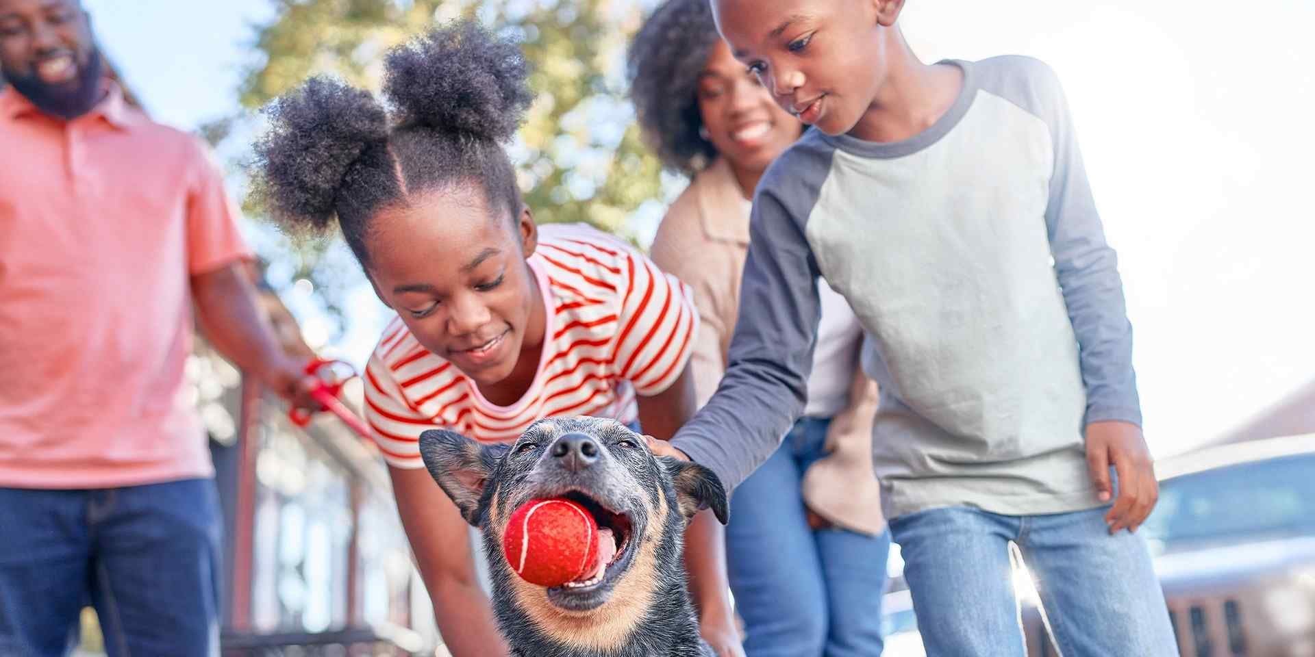 Gracias a su trabajo como pastores, los ganaderos australianos son unas de las razas de perros más inteligentes.