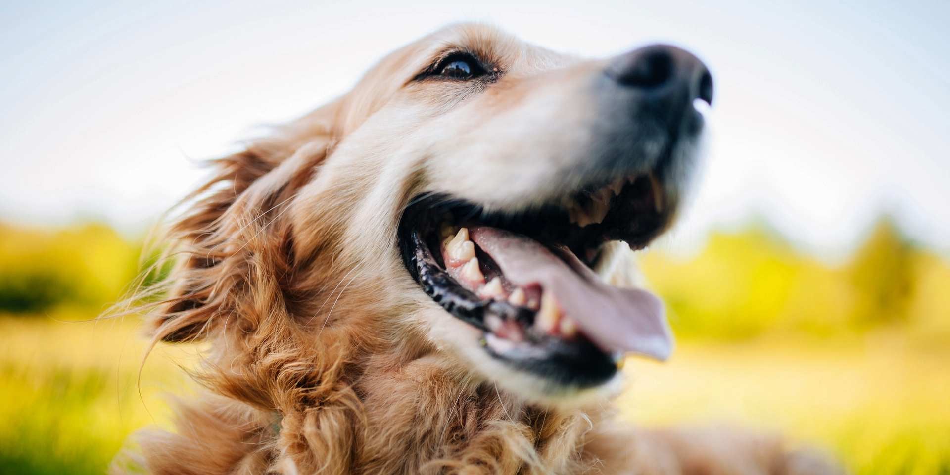 Golden retriever. Estos canes son listos y empáticos, lo que los hace una de las razas de perros más inteligentes.