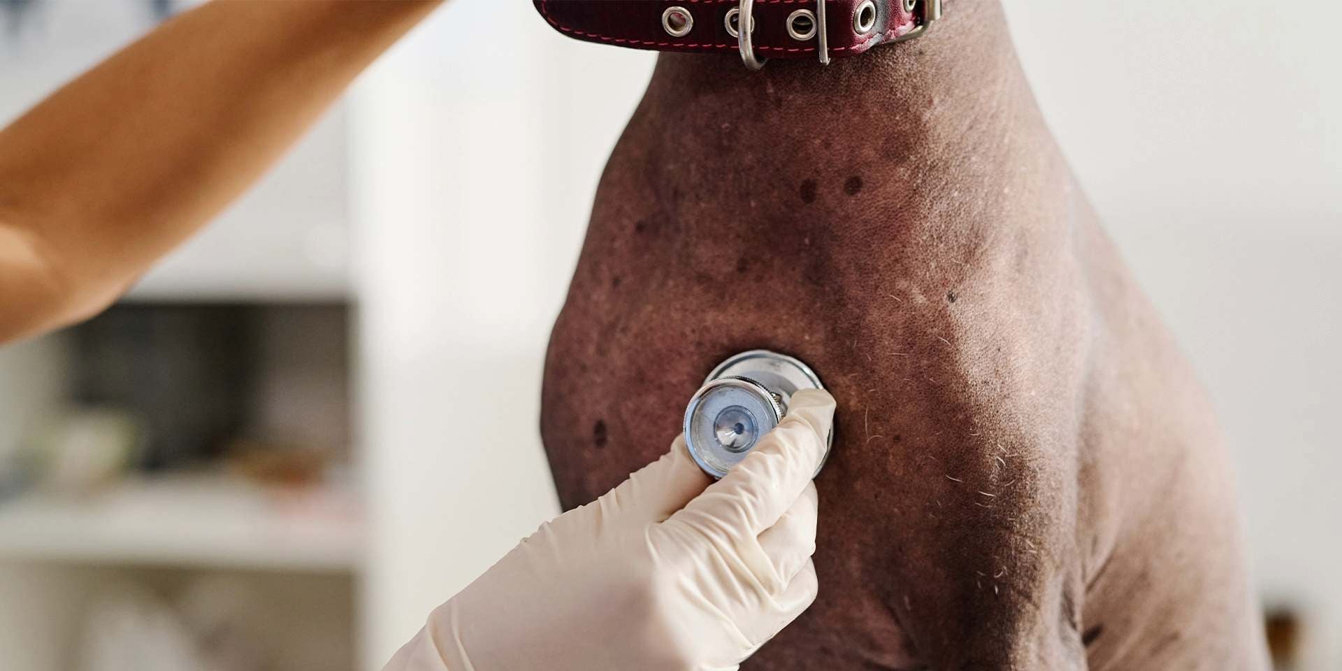 La sarna en perros tiene tratamientos, pero entre más temprano se empiece a tratar, mejor. Perro en el veterinario.