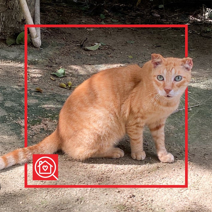 Conoce a SPIDER en Purina Adopta México