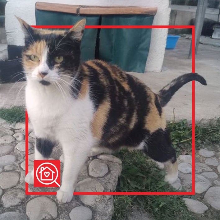 Conoce a TERE en Purina Adopta México