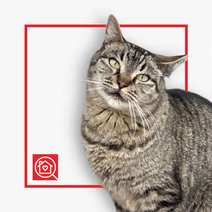 Conoce a TIGRILLO en Purina Adopta México