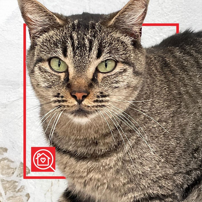 Conoce a TIGRIS en Purina Adopta México