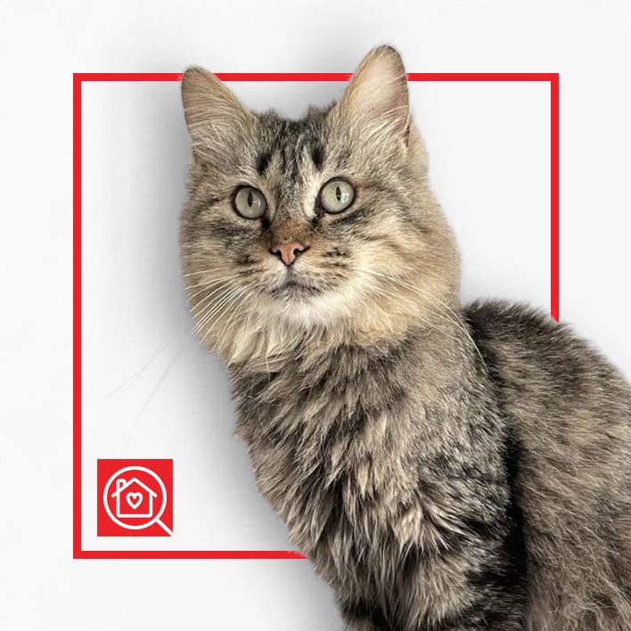 Conoce a TIGRITA  en Purina Adopta México