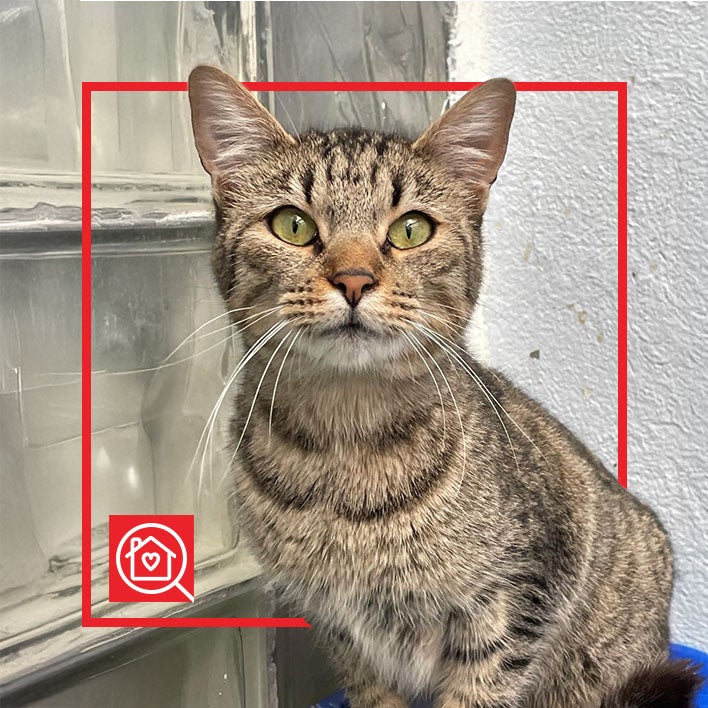 Conoce a TIGRITO en Purina Adopta México