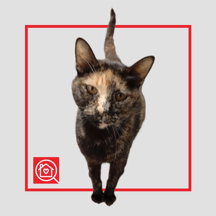 Conoce a TORTUGUITA en Purina Adopta México