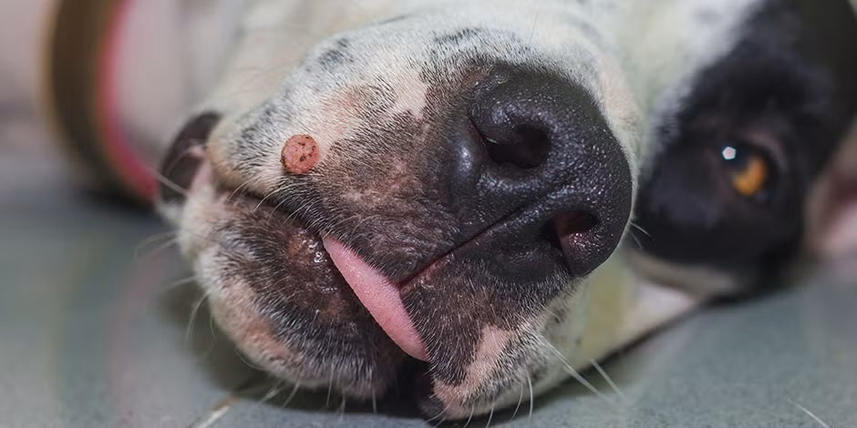 Verrugas en perros: ¿qué son y cuándo preocuparme por ellas?