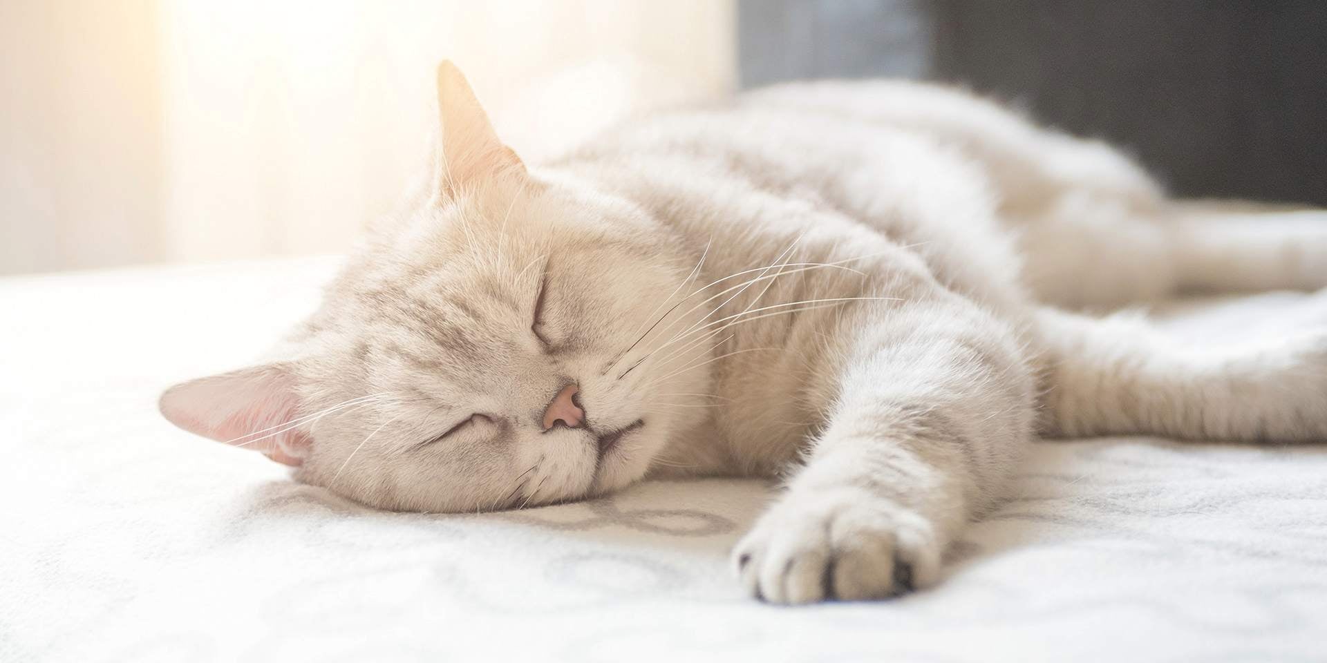 Un gato criollo duerme sobre una superficie. 