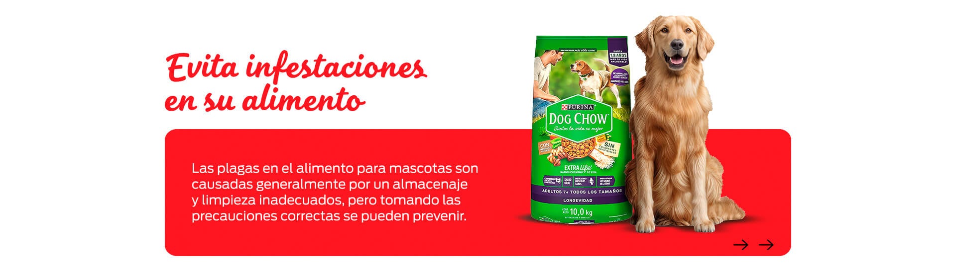 Perro comiendo alimento mientras dueño supervisa, que no exista infestación en alimentos para mascotas.