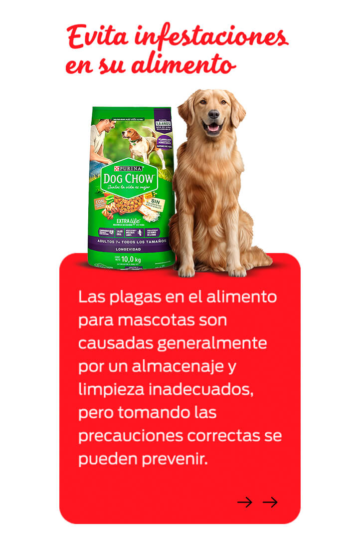 Perro comiendo alimento mientras dueño supervisa, que no exista infestación en alimentos para mascotas.