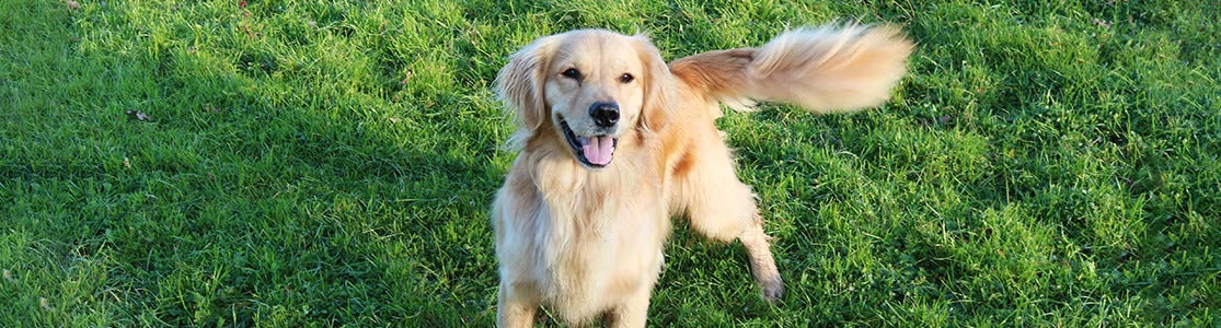 Aprende por qué los perros mueven la cola