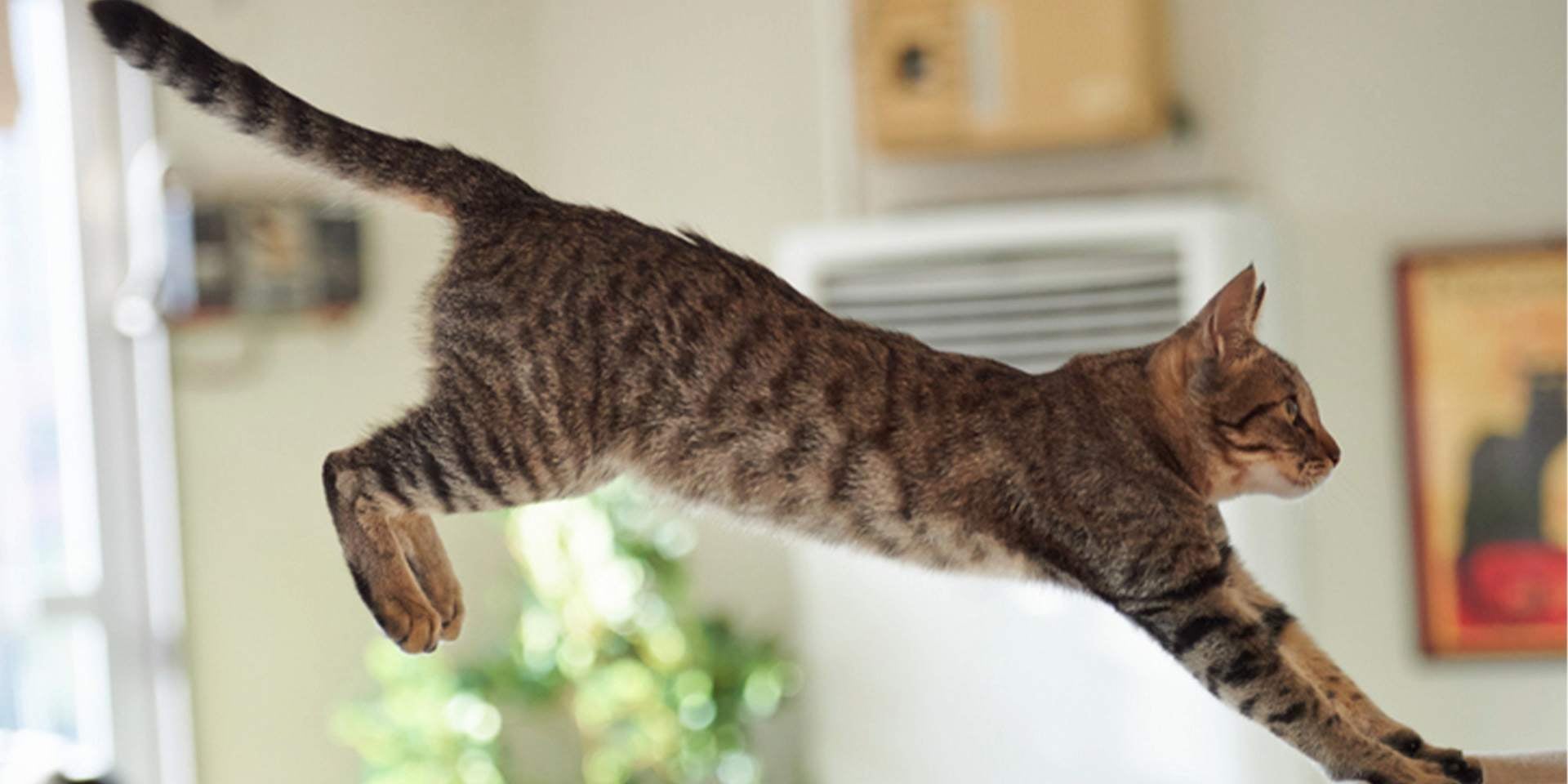 ¿Cuántas vidas tiene un gato? Michi saltando desde lo alto.