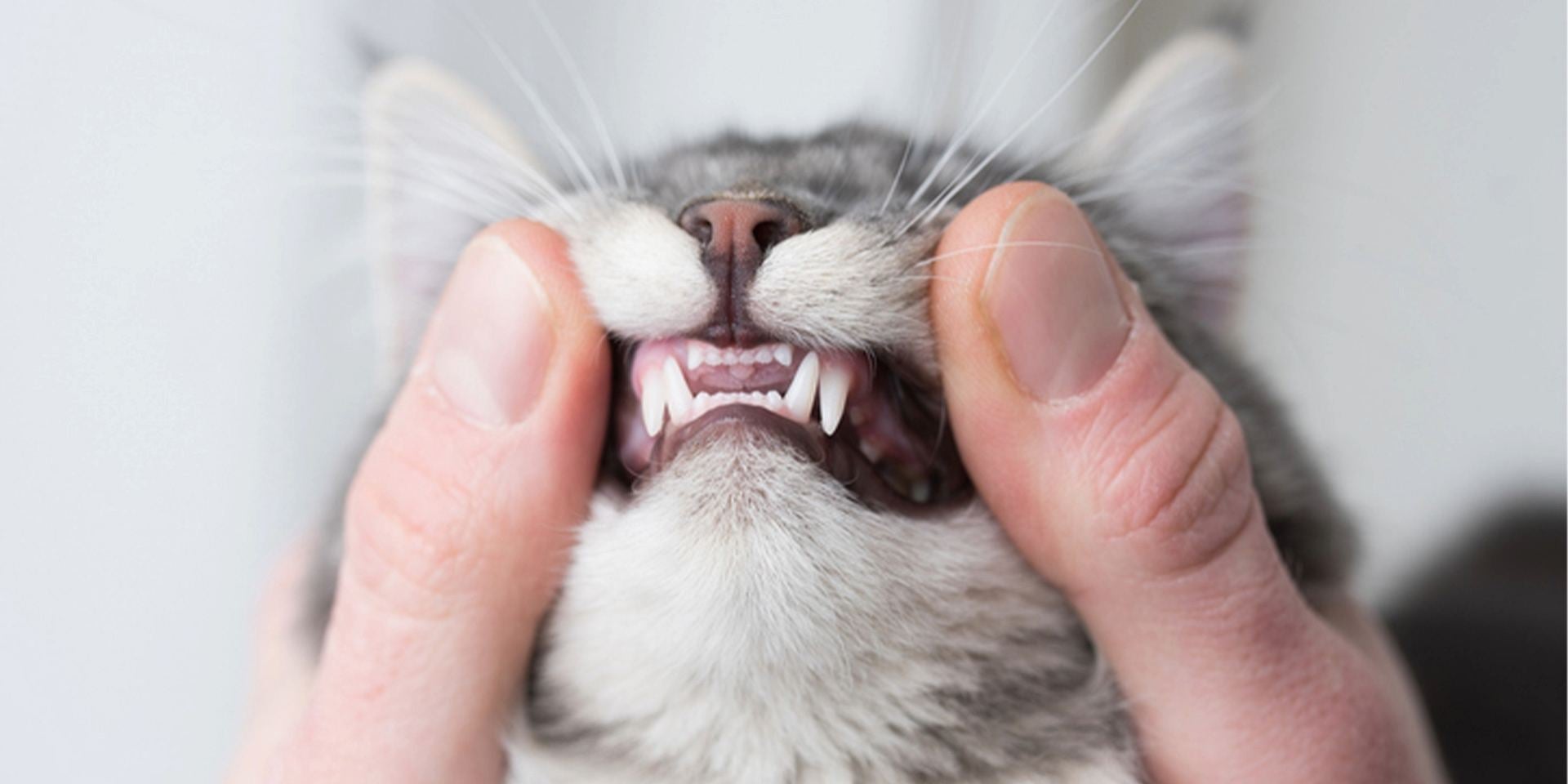Igual que nosotros, los michis tienen un proceso de dentición en el que mudan sus dientes de gato.