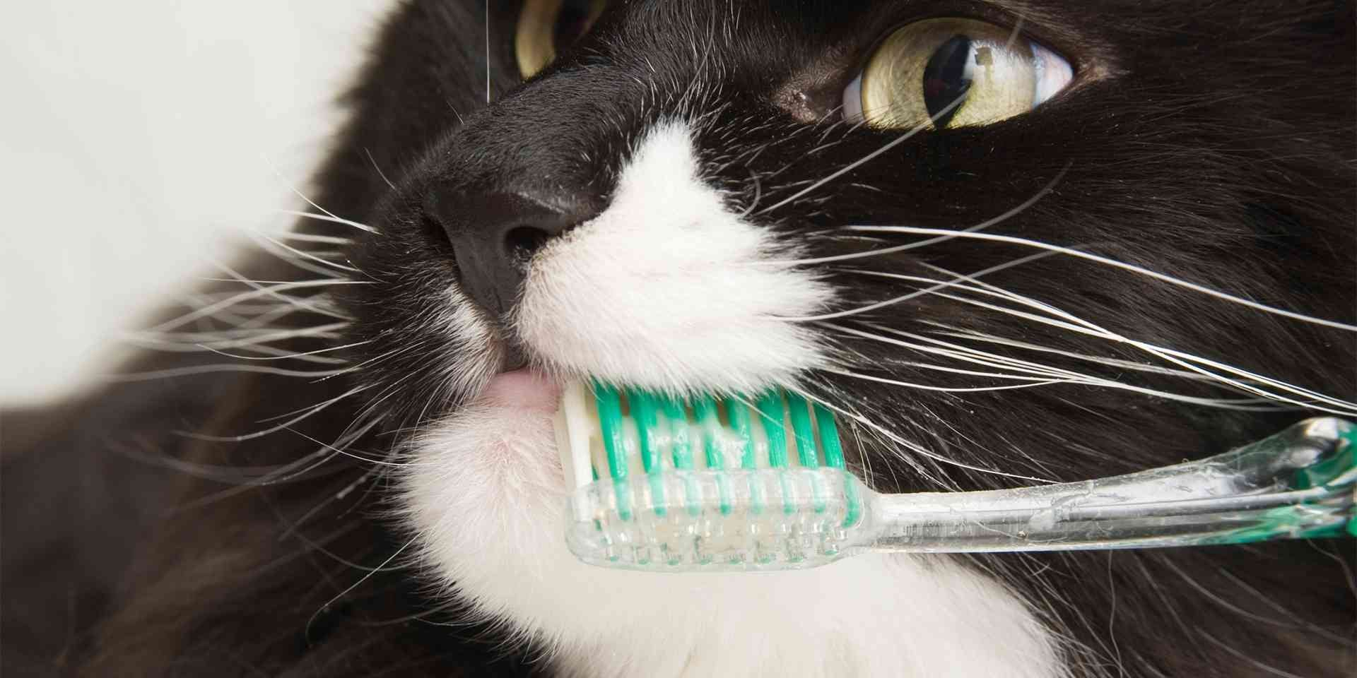 La limpieza de los dientes de gato es un proceso lento en el que el michi debe adaptarse. Cepillado dental.