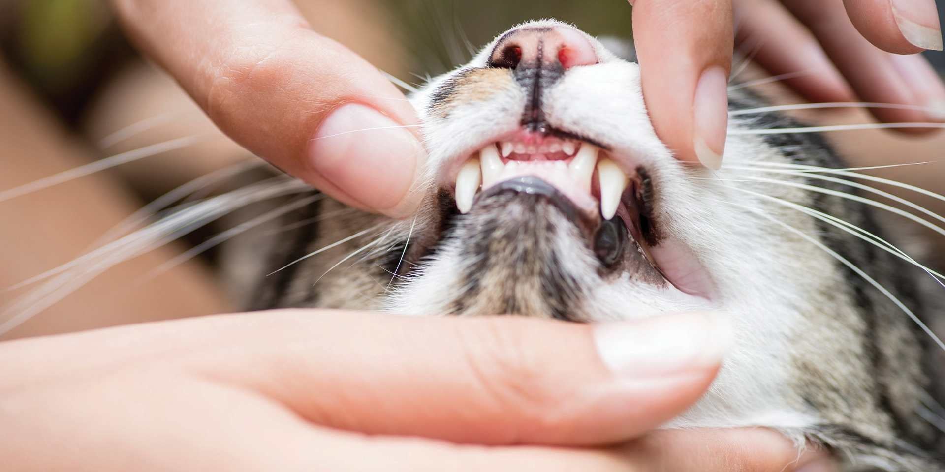 Revisión veterinaria de los dientes de gato.
