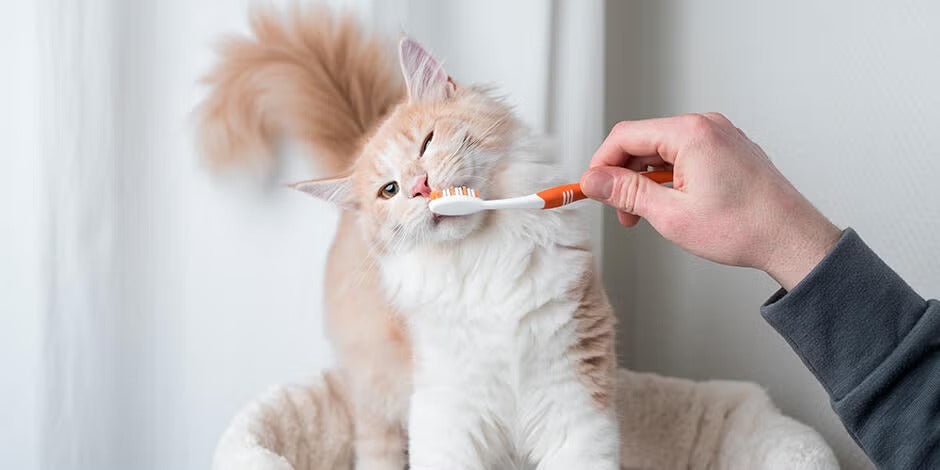 Dientes de gato: cuidado dental de tu mascota