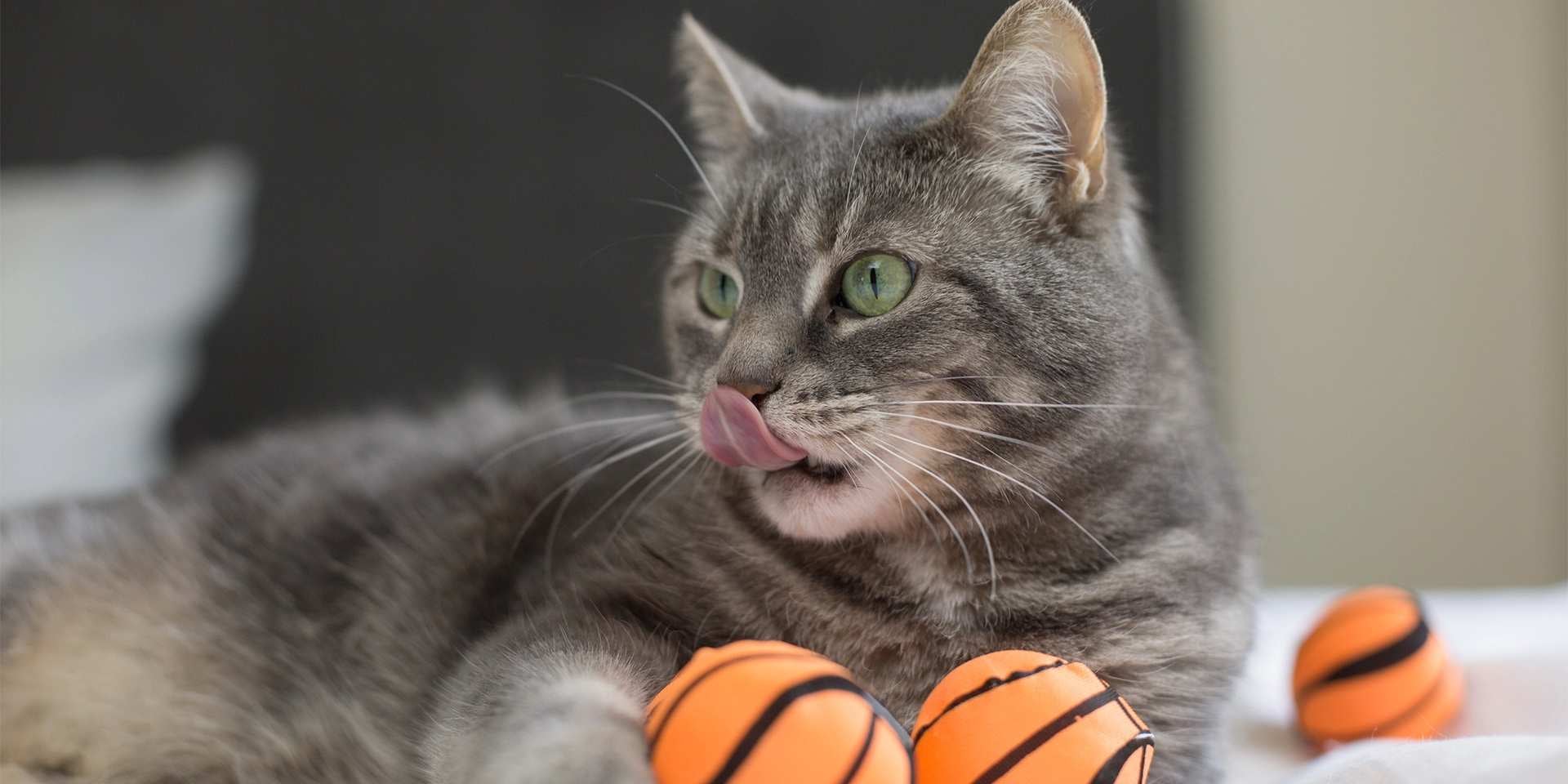 Michi junto a sus juguetes. Estos recursos ayudarán a controlar a un gato agresivo.