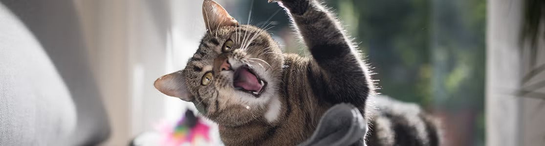 Gato agresivo: cómo identificarlo y métodos para controlarlo