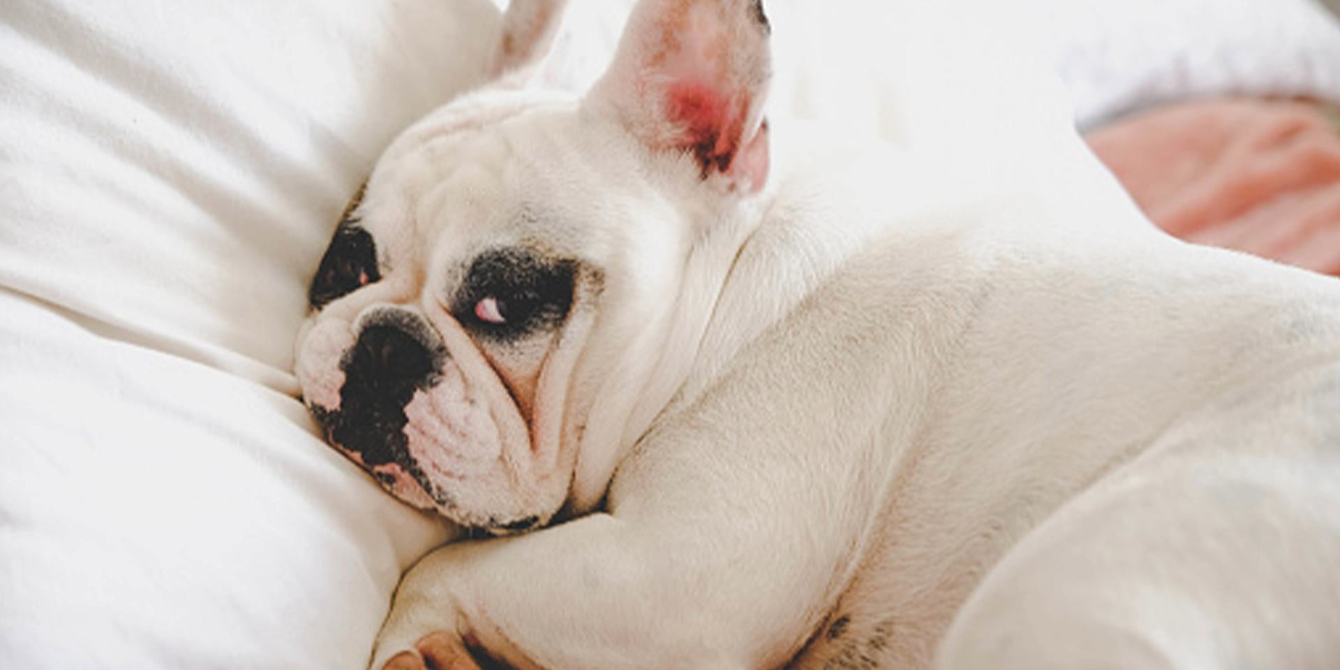 Bulldog blanco indispuesto por parásitos en perros.