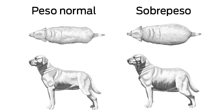 Comparativa del aspecto físico de un perro gordo y uno en plena forma.