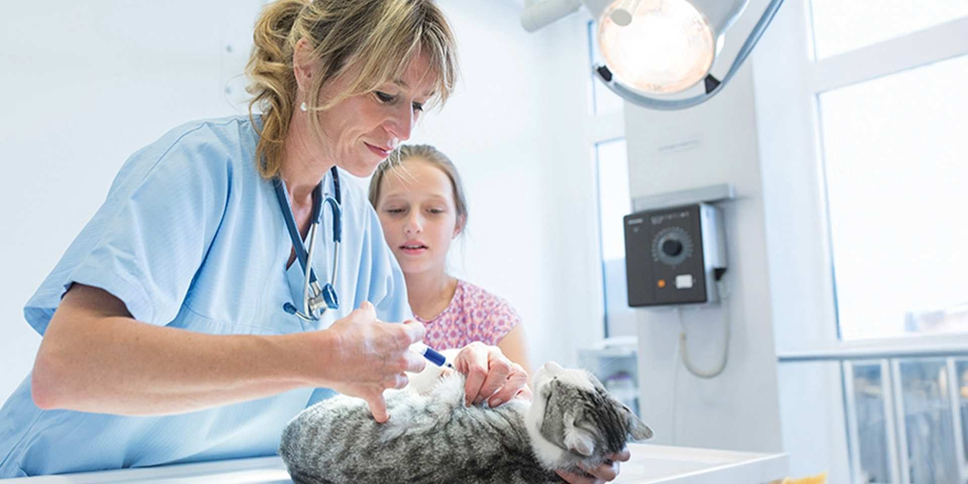 Veterinaria anestesiando para una esterilización de gatos.
